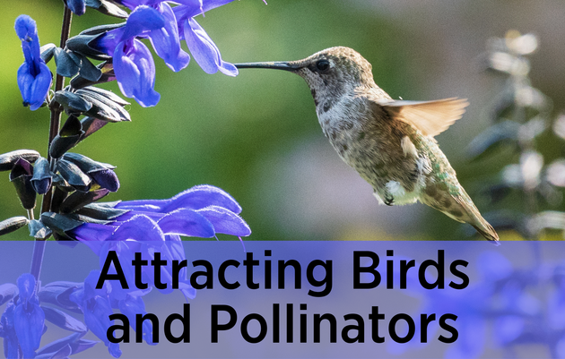 Attracting Birds and Pollinators 