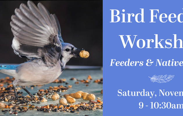 Bird Feeding Workshop: Feeders and Native Plants