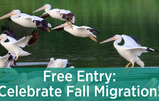 FREE Entry Day – Celebrate Fall Migration!