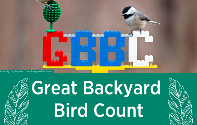 Great Backyard Bird Count