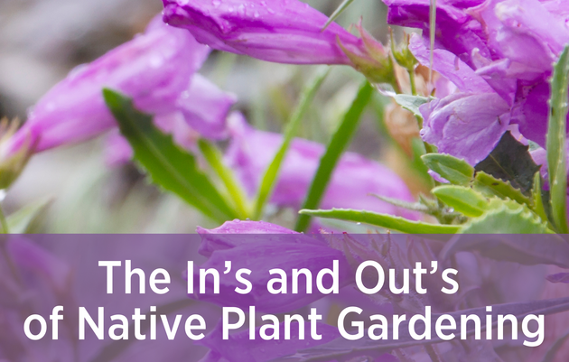 The In’s and Out’s of Native Plant Gardening