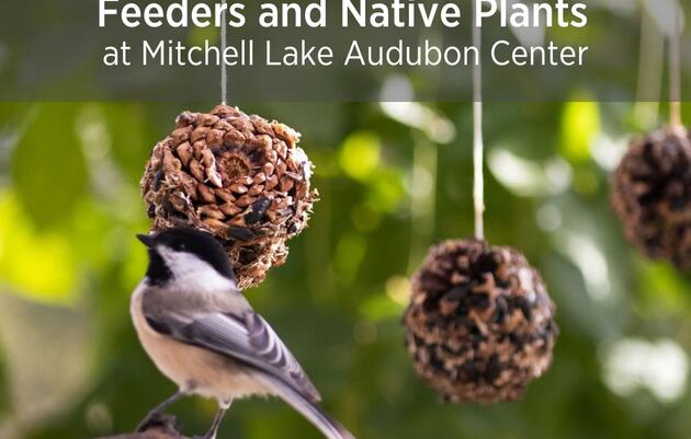 Bird Feeding Workshop: Feeders & Native Plants