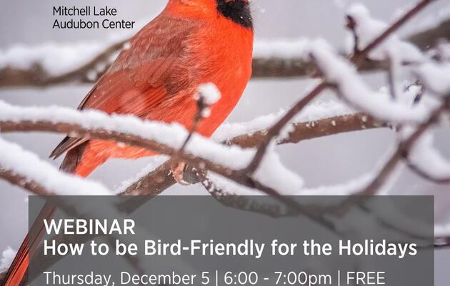 WEBINAR - How to Be Bird-Friendly for the Holidays