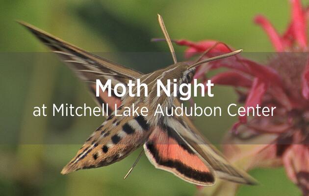 Moth Night