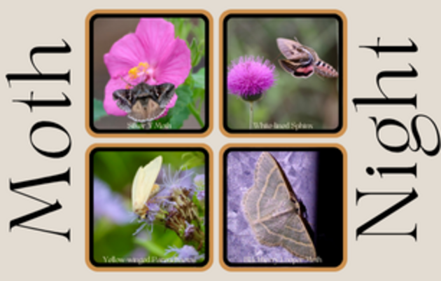 Moth Night at Mitchell Lake