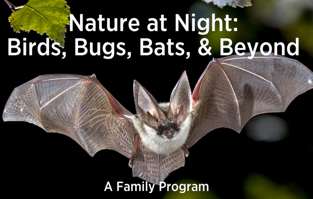 Nature at Night: Bats, Birds, Bugs & Beyond (Family Program)