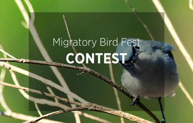 Migratory Bird Fest Contests