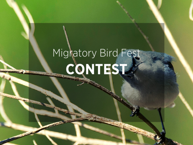 Migratory Bird Fest Contests