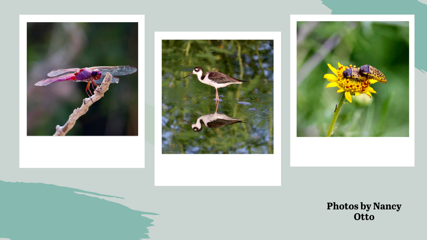 Mitchell Lake Audubon Center Photo Contest Ad with Black-necked Stilt, Dragonfly, and beetles on flower pictures on polaroids